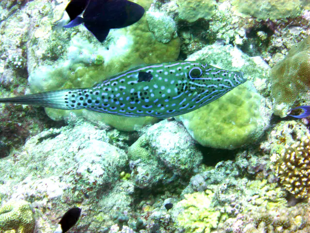 Underwater photograph by Joel Bergsma