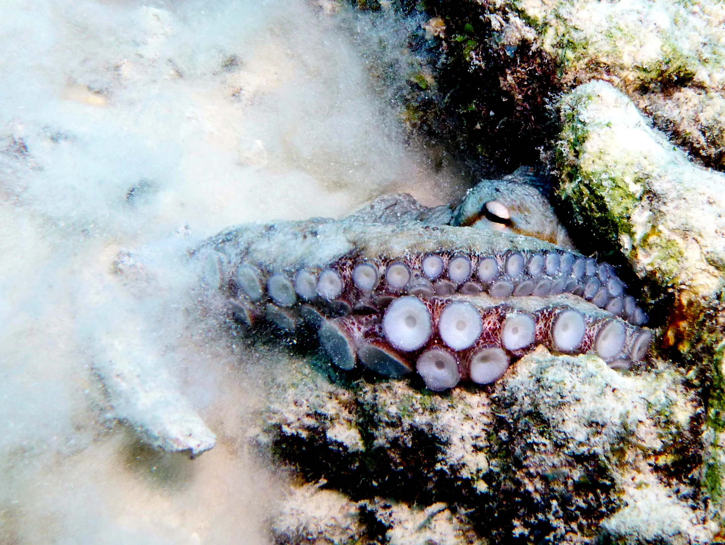 Octopus, Bonaire, 2013