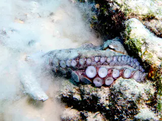 Underwater photograph by Joel Bergsma