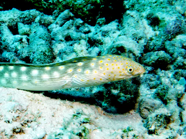 Underwater photograph by Joel Bergsma