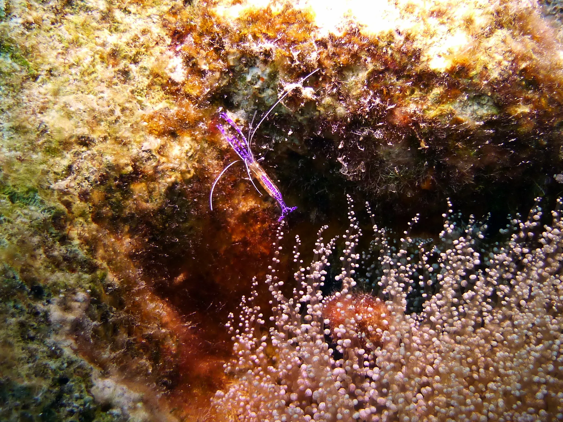 Pederson's Cleaning Shrimp, Bonaire, 2013