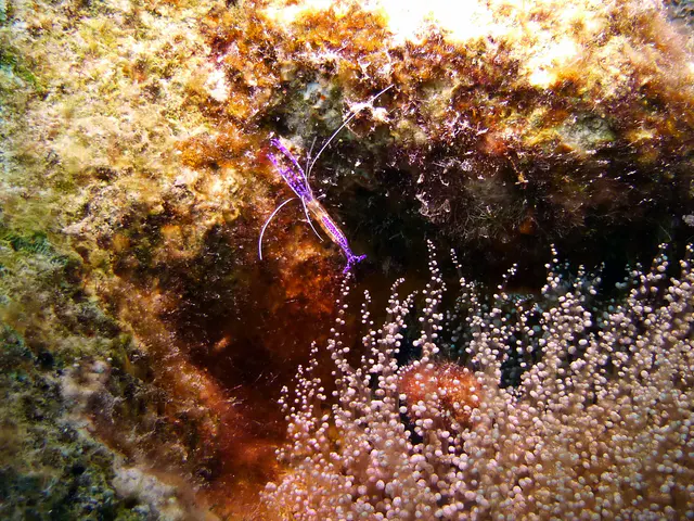 Underwater photograph by Joel Bergsma