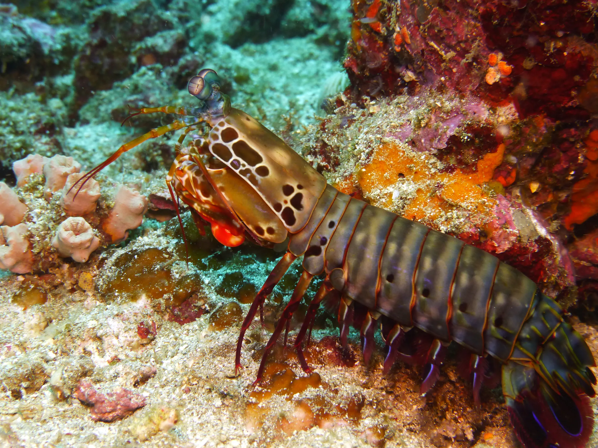Mantis Shrimp, Philippines, 2014