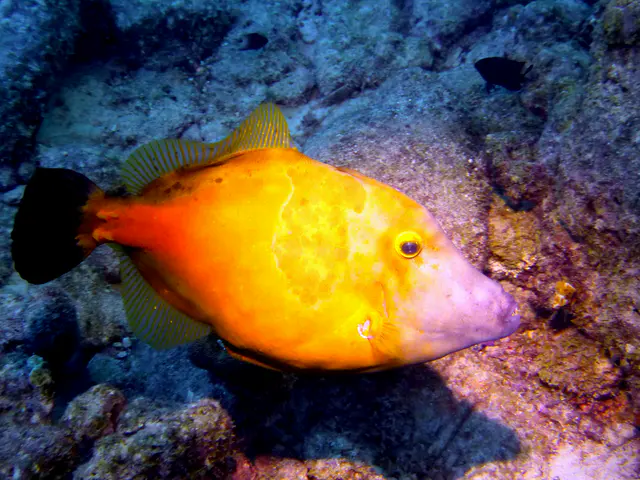 Underwater photograph by Joel Bergsma