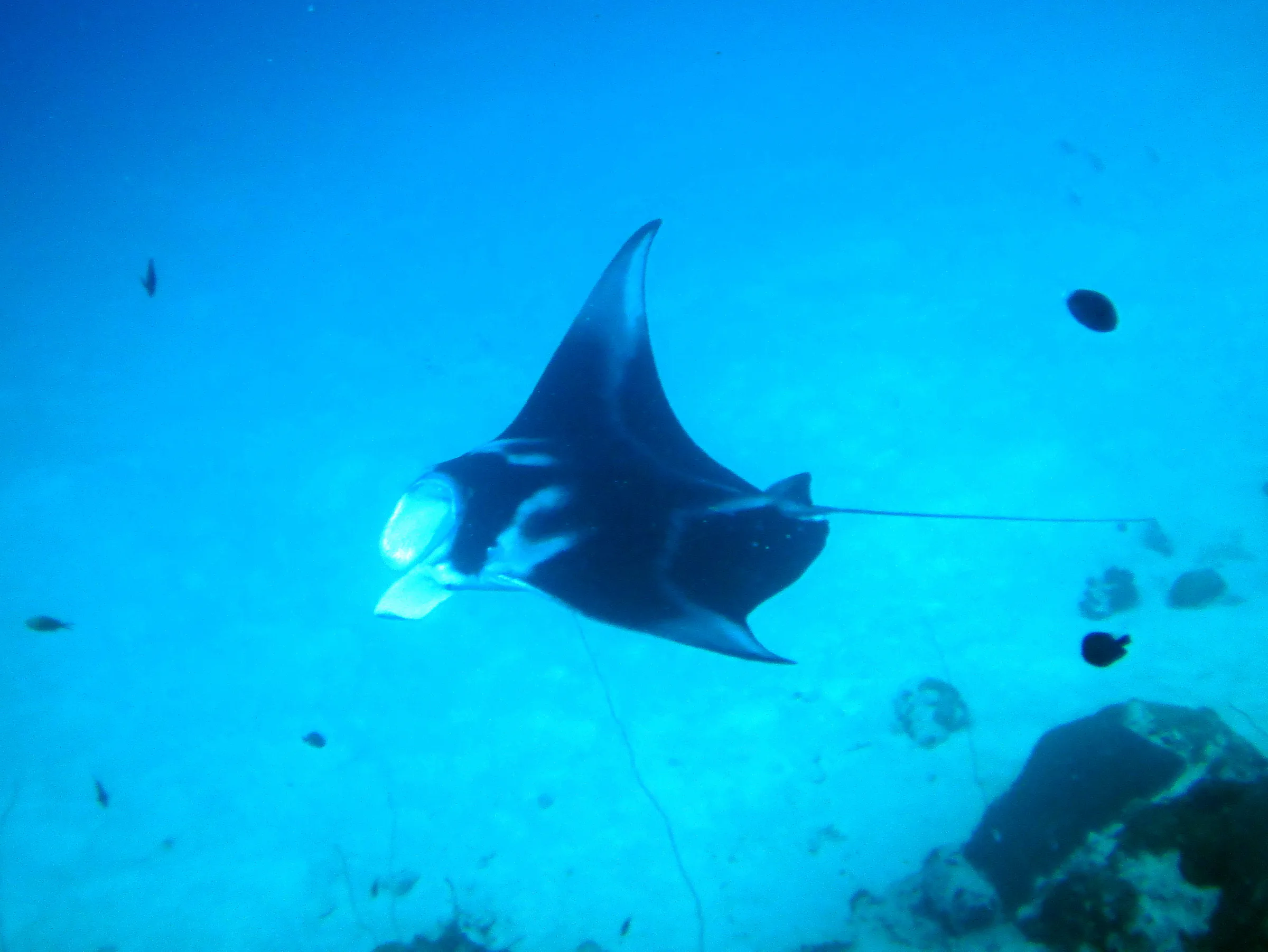 A black manta ray with white underbelly circles below me.