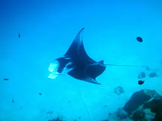 A black manta ray with white underbelly circles below me.