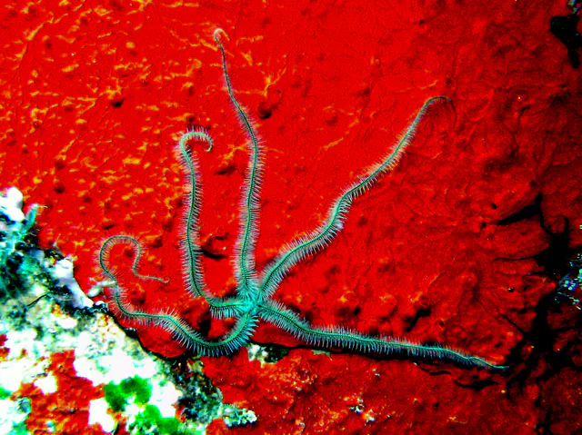 Feather Star on the ship's super structure.