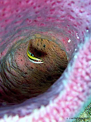 Underwater photograph by Joel Bergsma