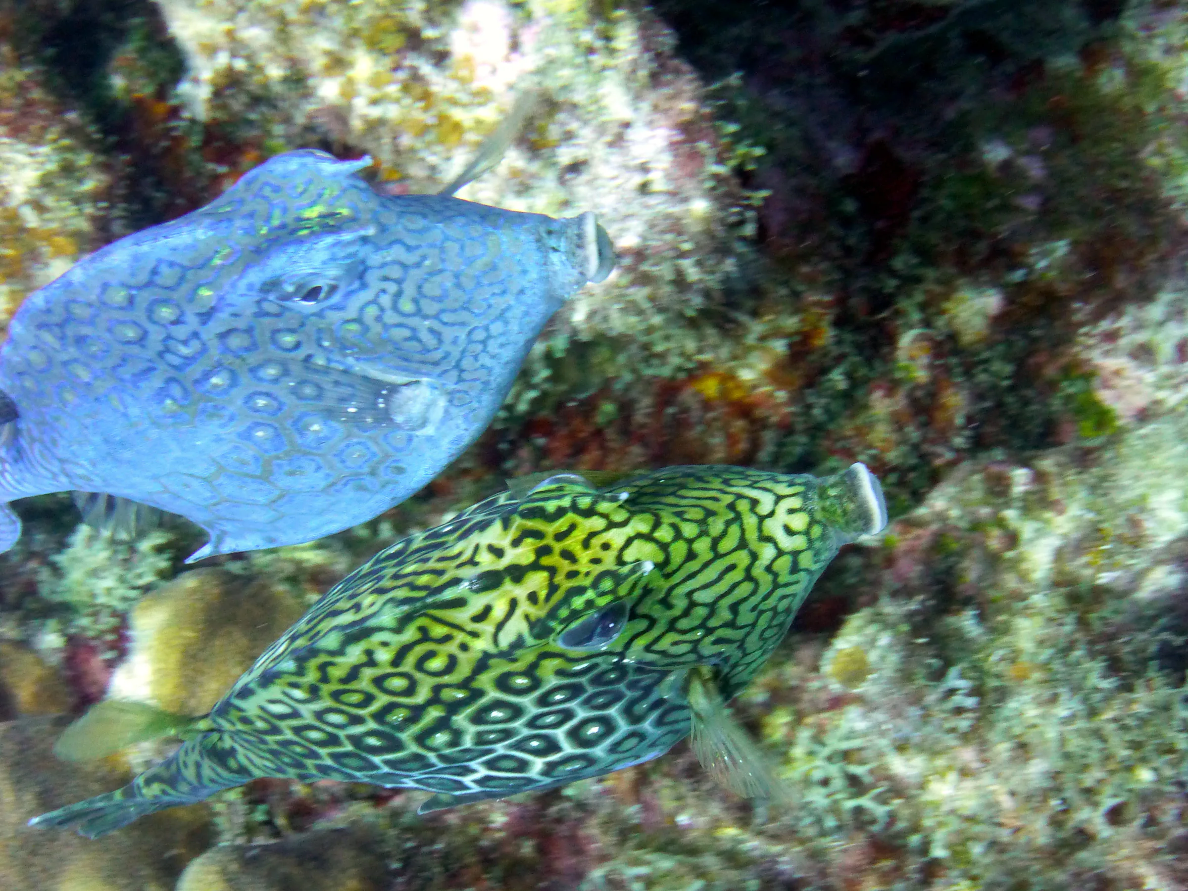 Cowfish, Bonaire, 2013