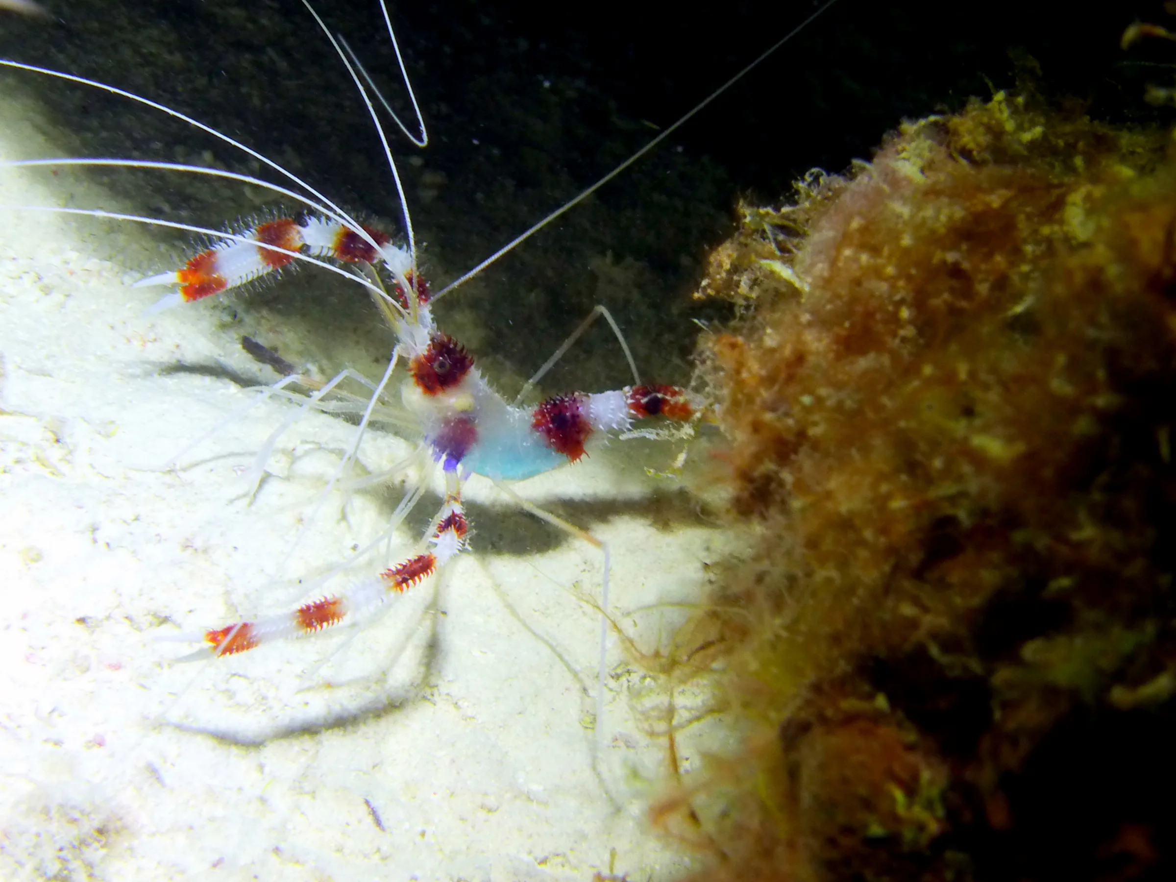 Banded Coral Shrimp, Bonaire, 2013