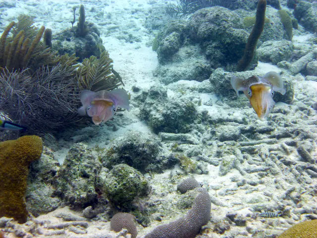 Underwater photograph by Joel Bergsma
