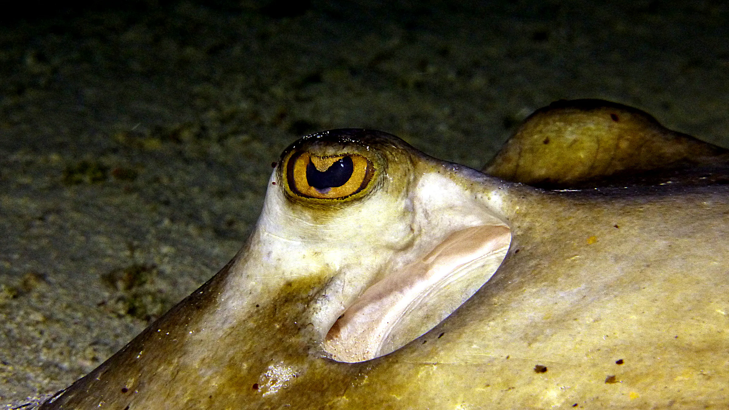 Southern Stingray, Belize, 2017