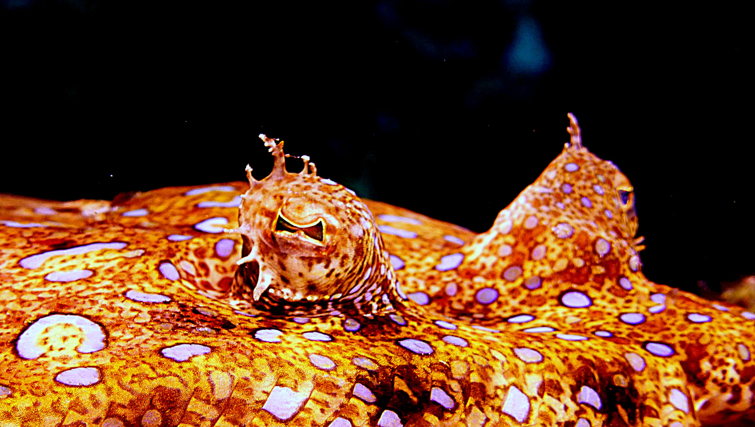 Flounder, Bonaire, 2015