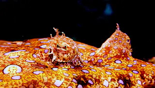 Underwater photograph by Joel Bergsma