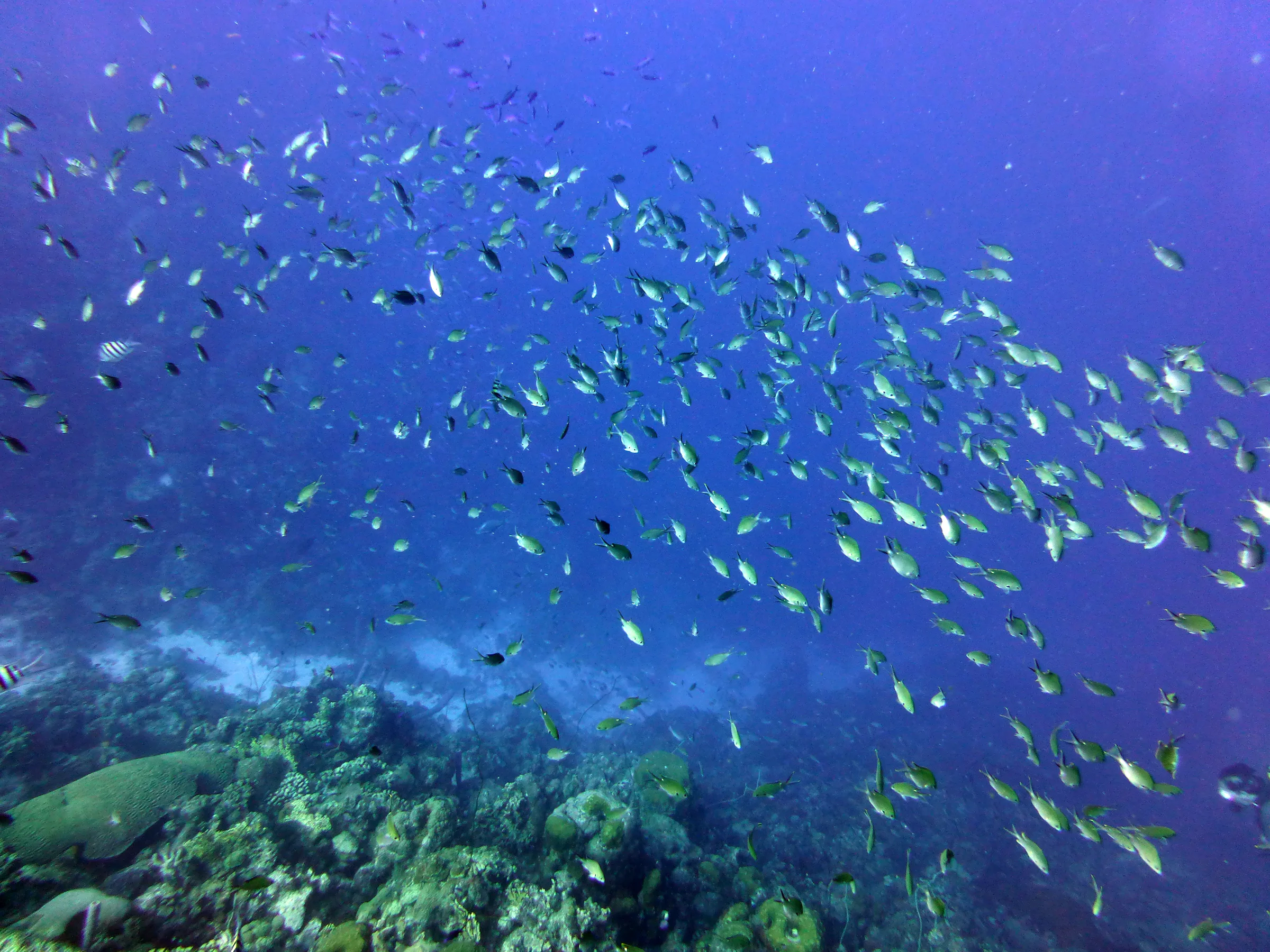 Bonaire underwater photograph, 2013