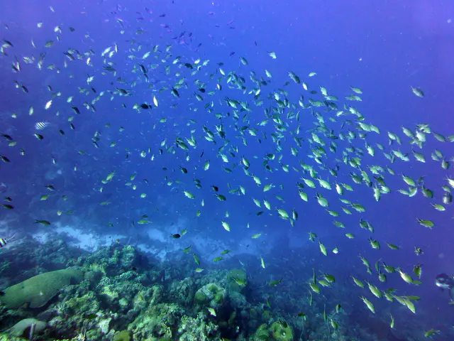 Underwater photograph by Joel Bergsma
