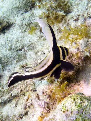 Underwater photograph by Joel Bergsma