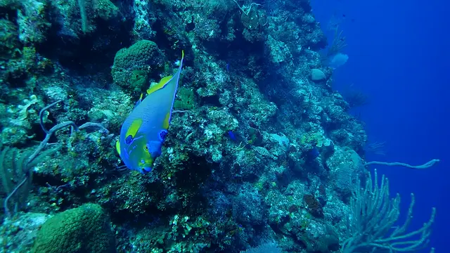 Queen Angelfish