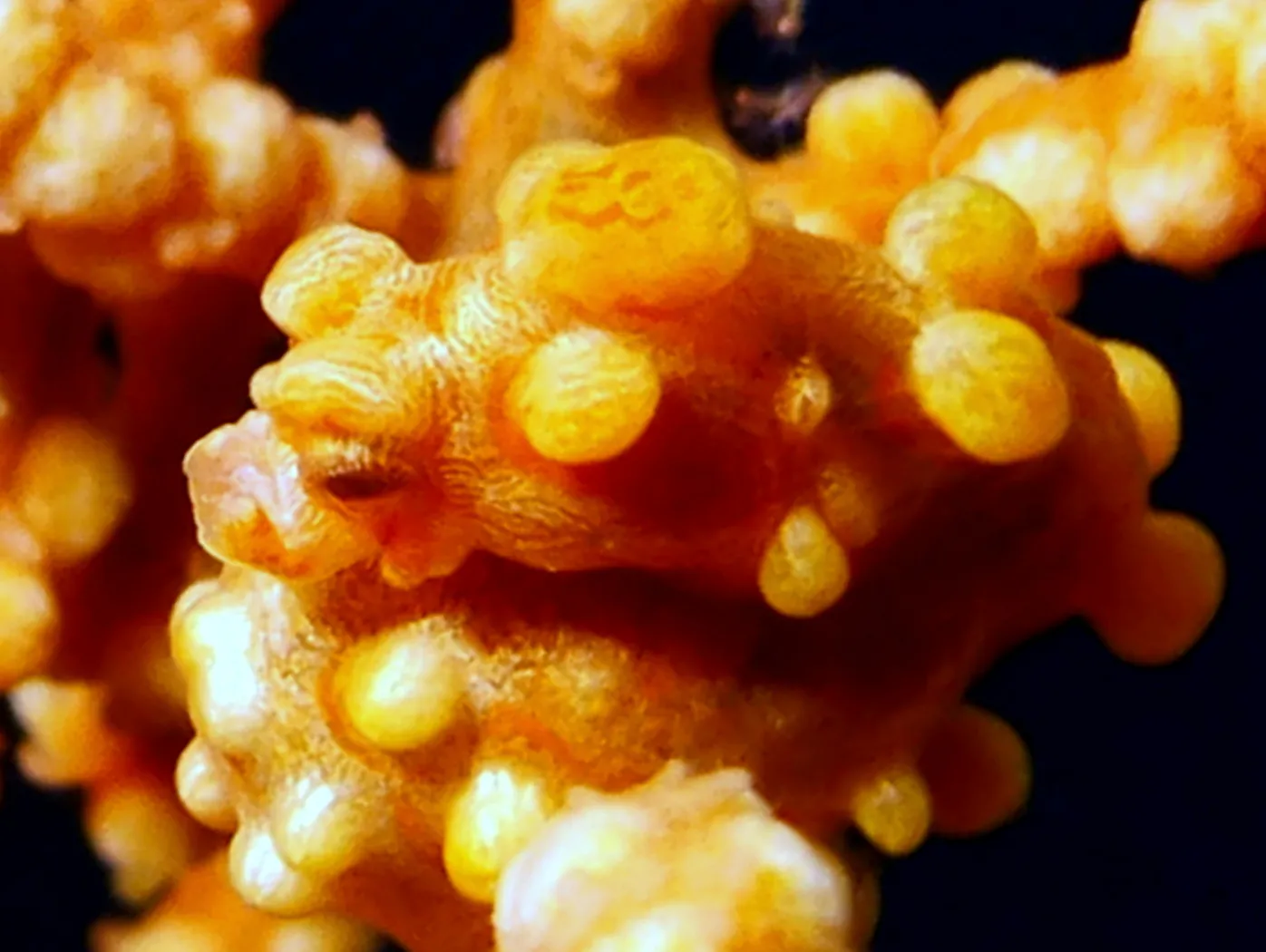 Pygmy Seahorse, Philippines, 2014