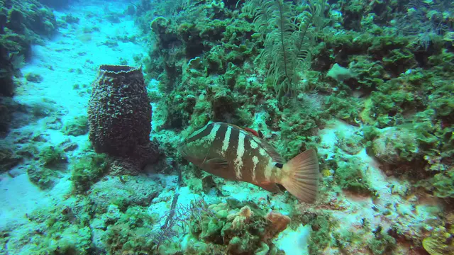 Nassau Grouper