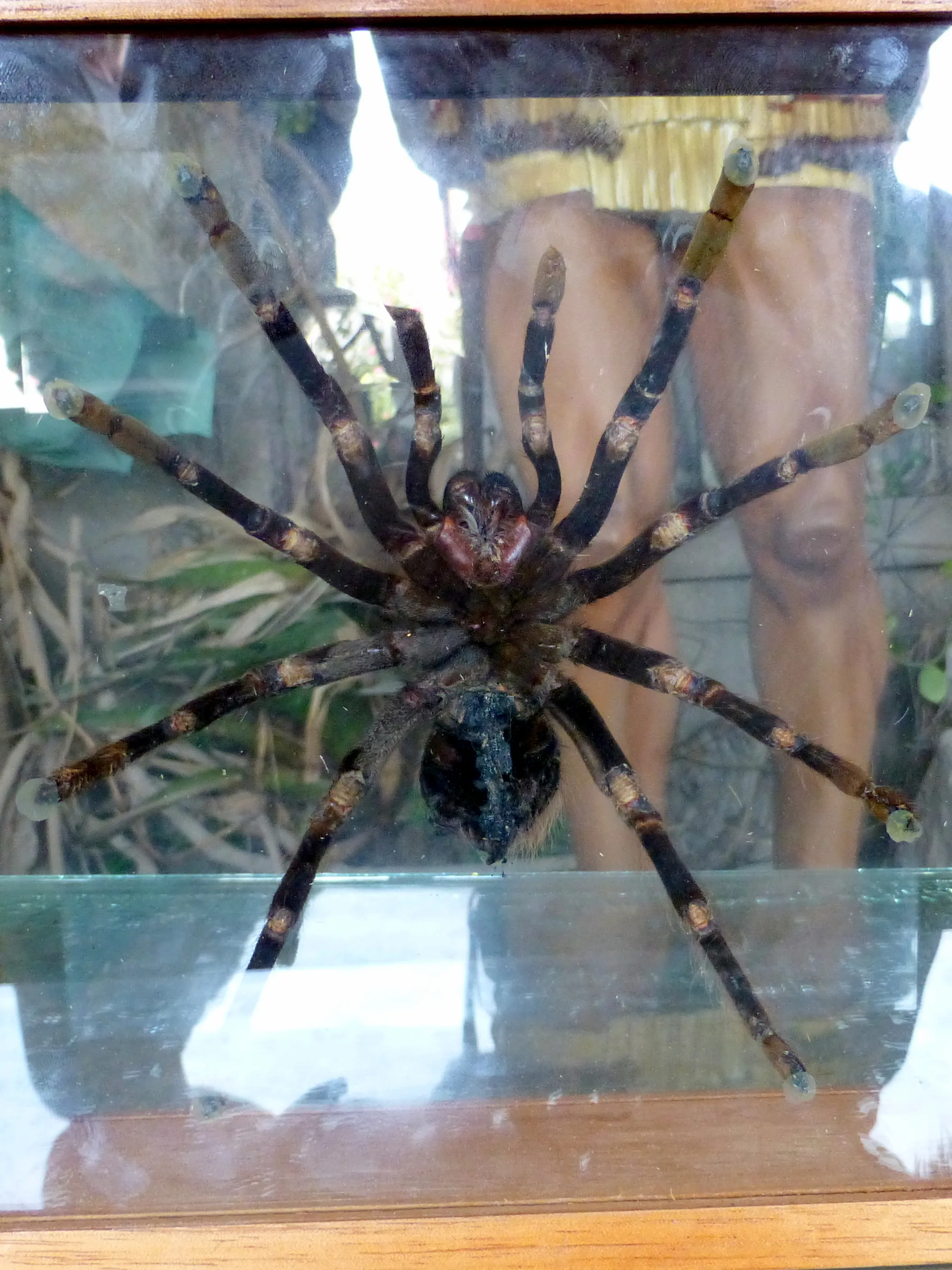 Intinan Museum - Rainforest Tarantula.