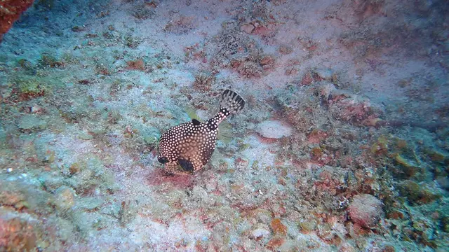 Underwater photograph by Joel Bergsma