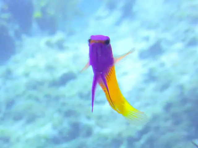 Underwater photograph by Joel Bergsma