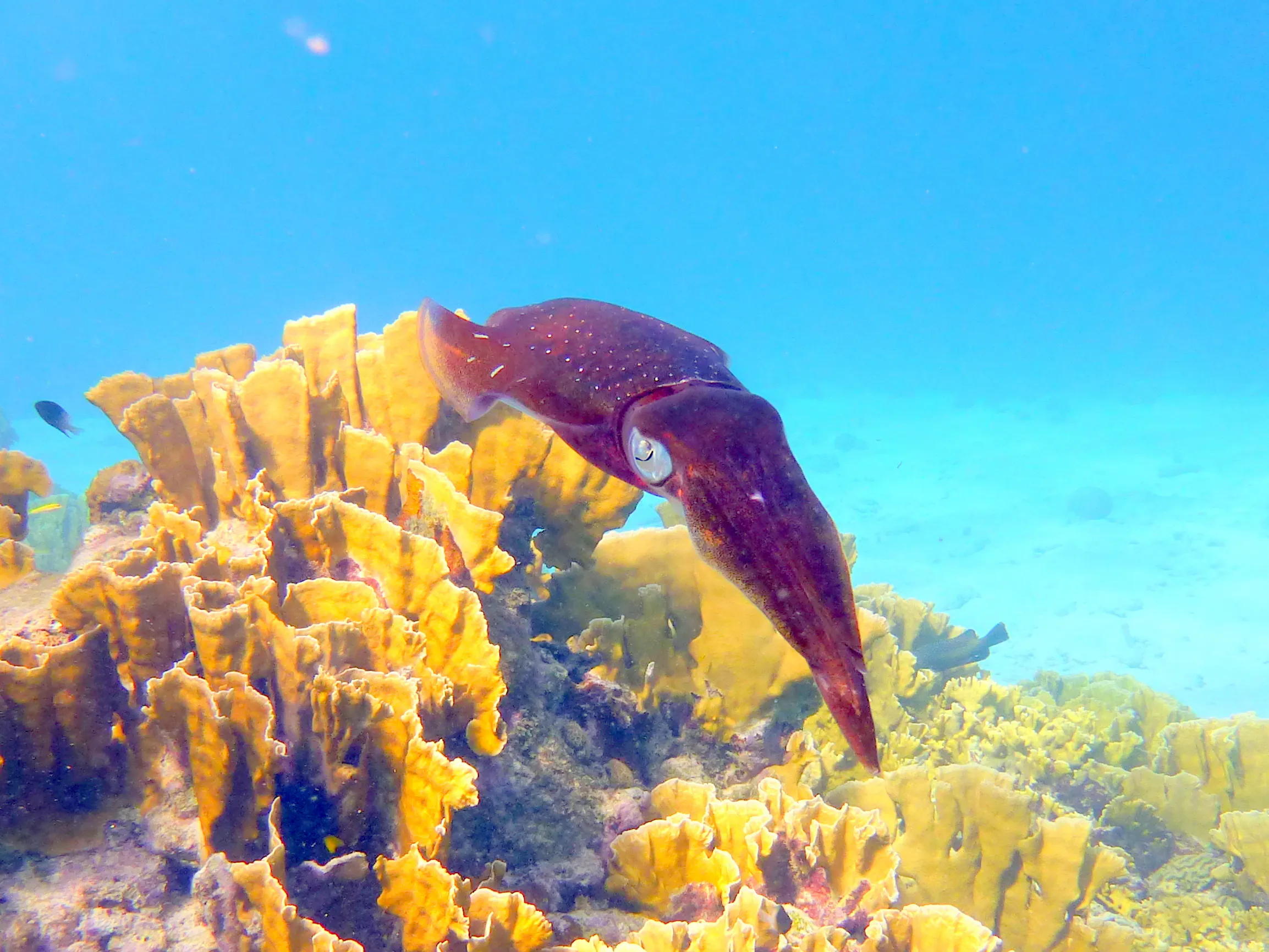 Reef Squid, Bonaire, 2013