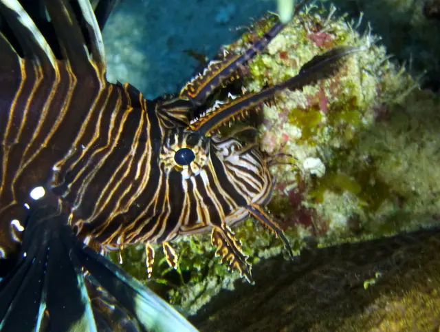 Underwater photograph by Joel Bergsma