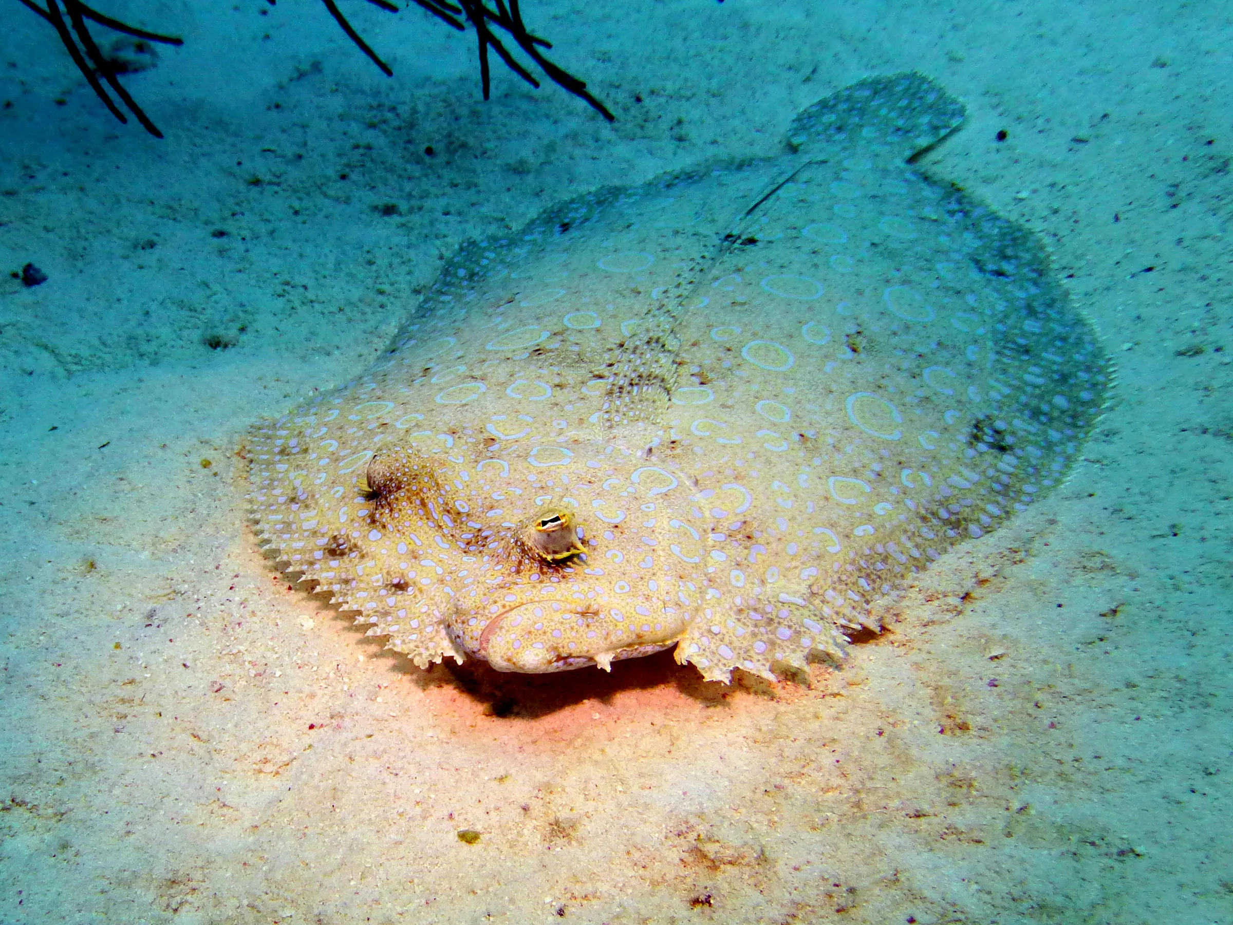 Flounder, Bonaire, 2013