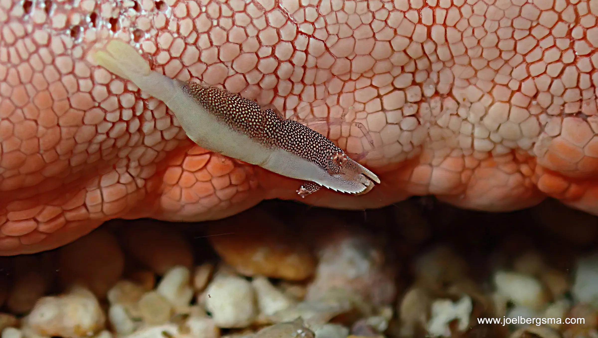 Philippines underwater photograph, 2022