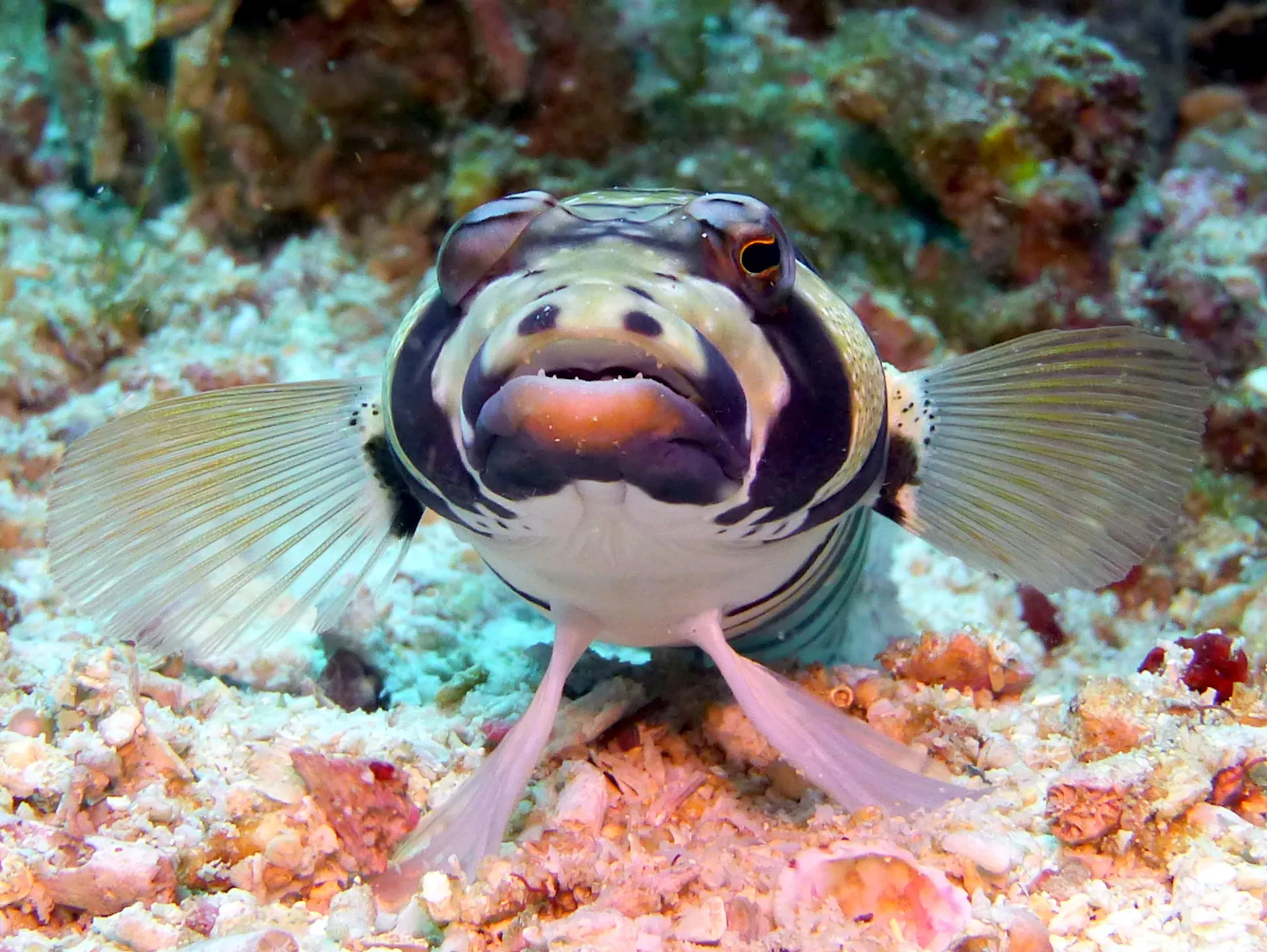 Lizardfish, Philippines, 2014