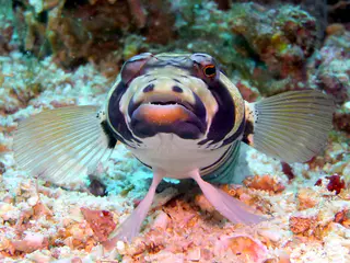 Underwater photograph by Joel Bergsma