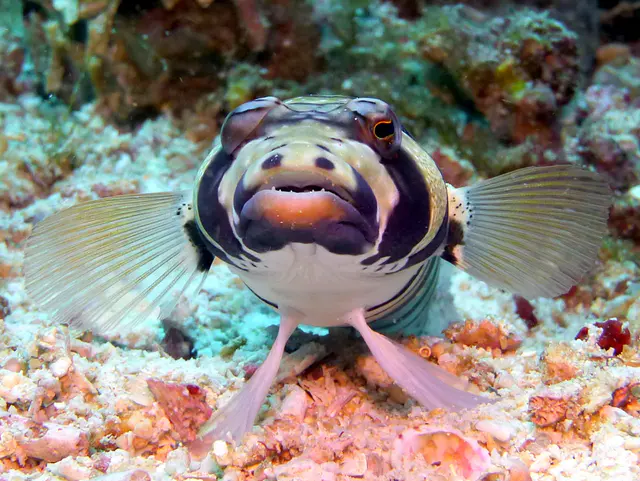 Underwater photograph by Joel Bergsma
