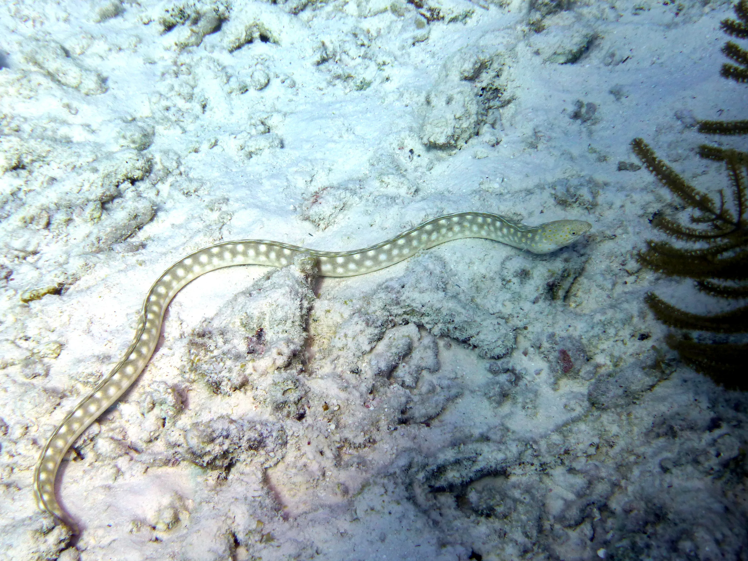 Sharptail Eel, Bonaire, 2013