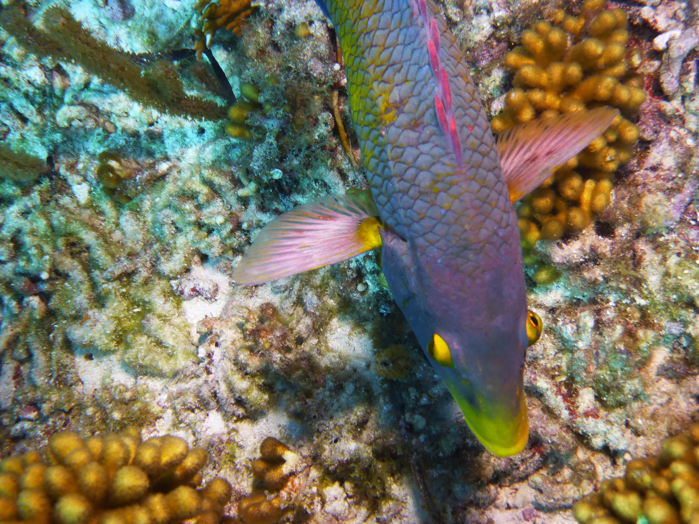 Spanish Hogfish, Bonaire, 2013