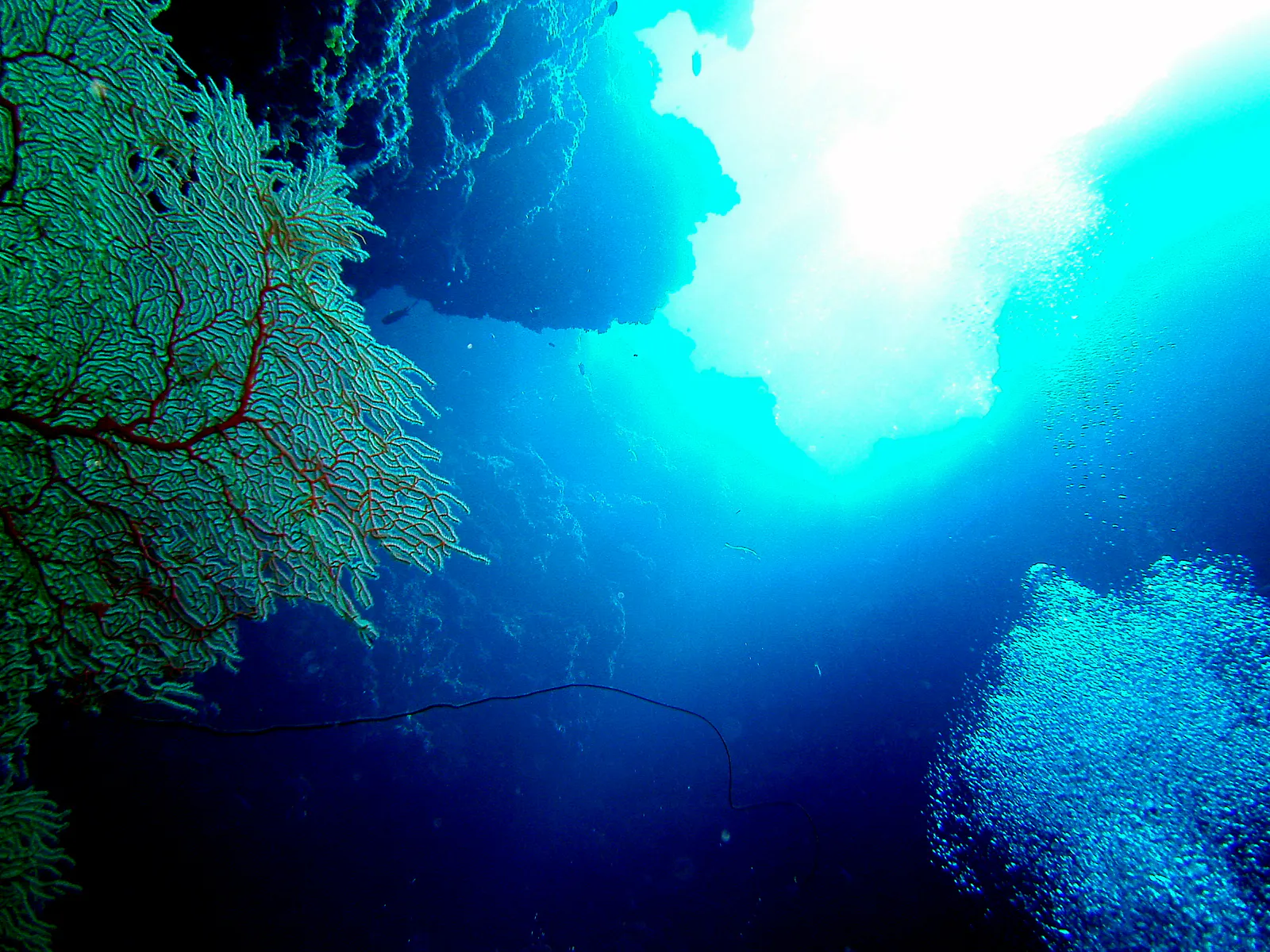 Fan Coral on left, top of one of the blue holes on the upper right, and a mass of diver air bubbles ascending on the lower right.