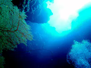 Fan Coral on left, top of one of the blue holes on the upper right, and a mass of diver air bubbles ascending on the lower right.
