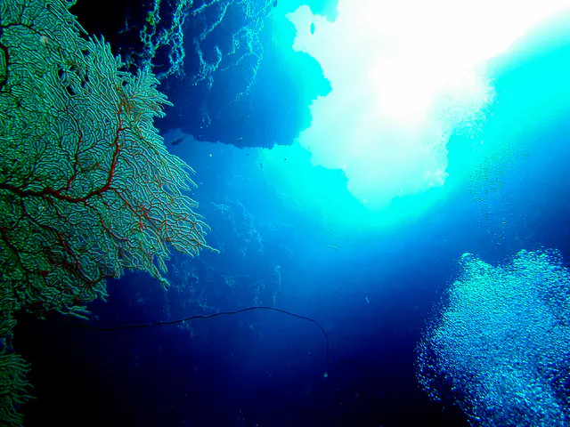 Fan Coral on left, top of one of the blue holes on the upper right, and a mass of diver air bubbles ascending on the lower right.