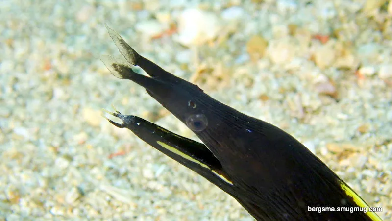 Philippines underwater photograph, 2019