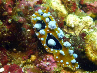 Underwater photograph by Joel Bergsma