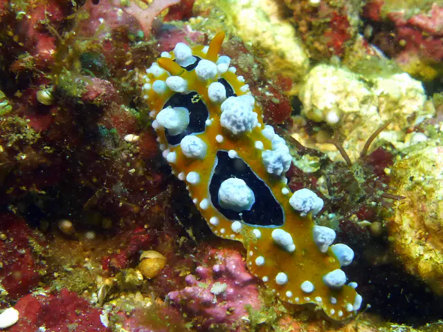 Underwater photograph by Joel Bergsma