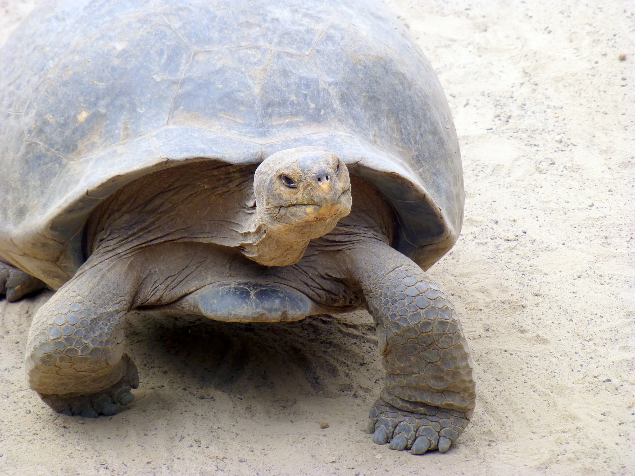 Giant Tortoise