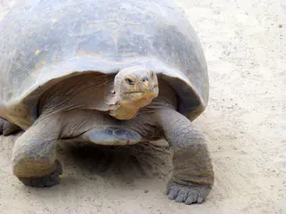Giant Tortoise