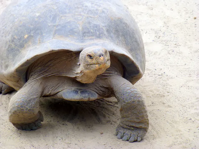 Giant Tortoise