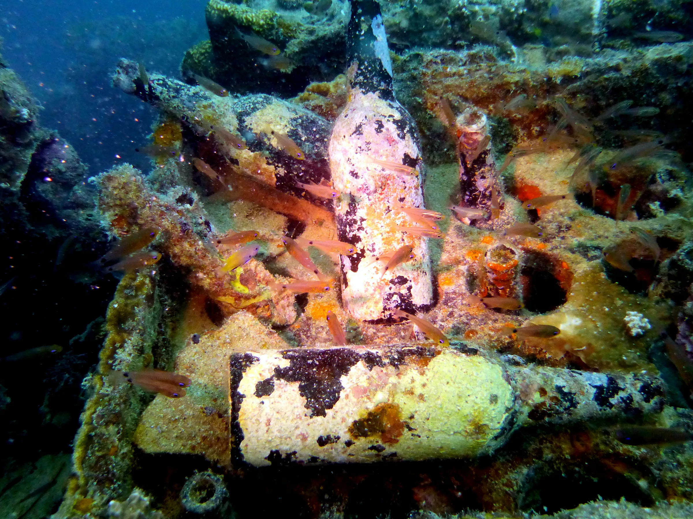 Palau underwater photograph, 2013