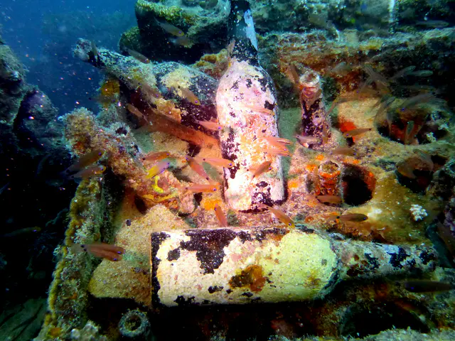 Underwater photograph by Joel Bergsma