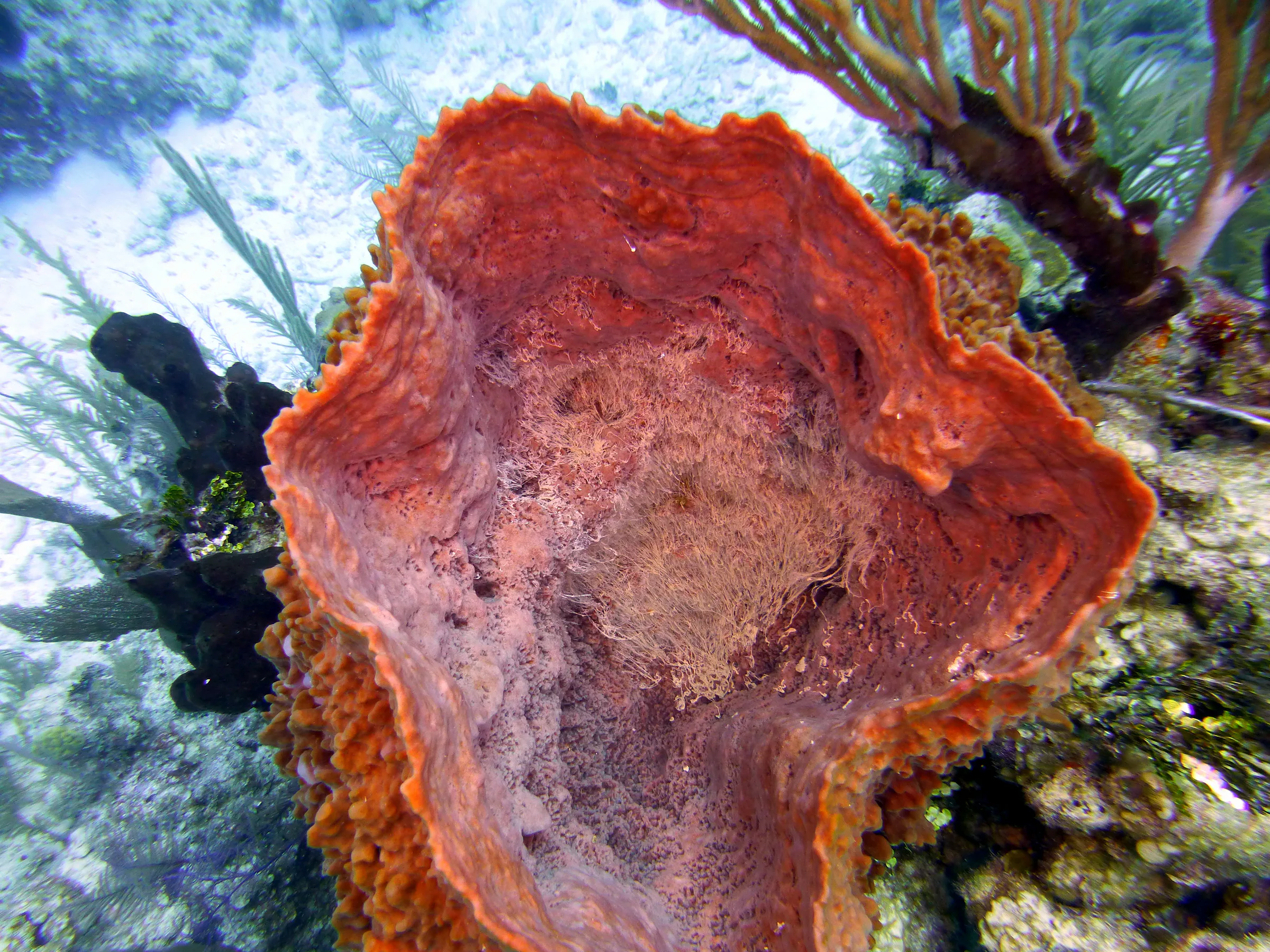 Giant Barrel Sponge, Belize, 2017