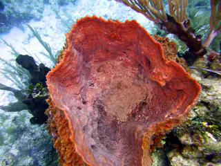 Underwater photograph by Joel Bergsma