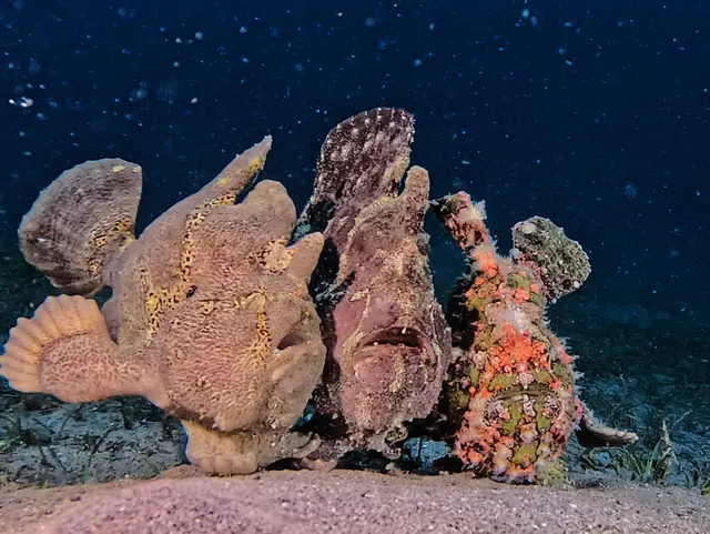 Underwater photograph by Joel Bergsma